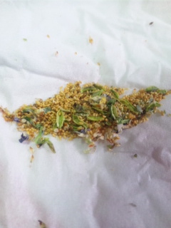 10.05.05ビオラの種