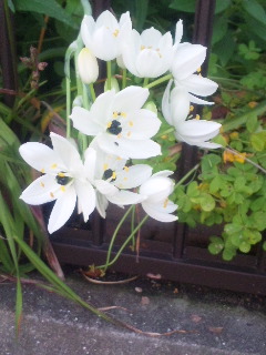 10.05.20オーニソガラム