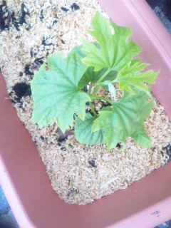 10.04.29ニガウリ