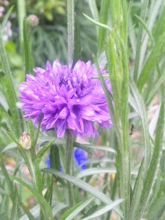 10.05.06八重矢車草