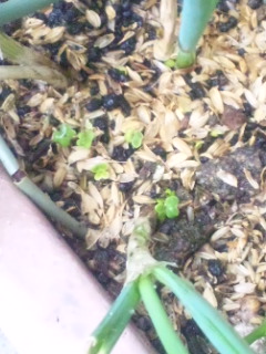 10.05.06早採り小松菜