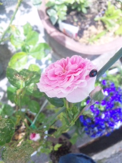 10.05.15ハナグルマとテントウムシ