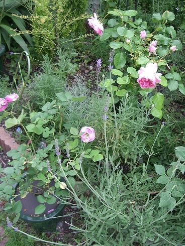 ラベンダーとバラ。庭の一角。