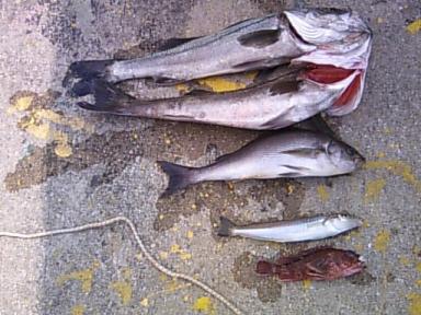 07.078.01こうさん釣果