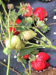 08.05.05イチゴ狩り
