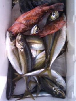 1月２３日こうさん