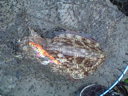 08.05.17コウイカ