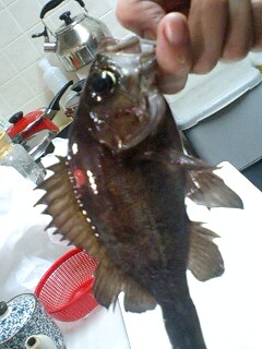 メバル０７．０３