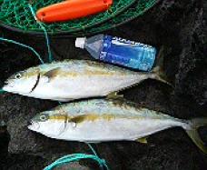 07.06.10カミオさん青物