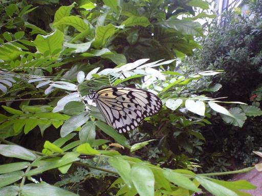 08.11.08蝶3.jpg
