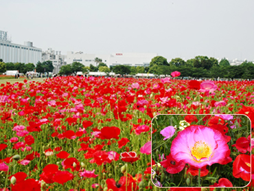 甘木ビール工場ポピー0520.jpg