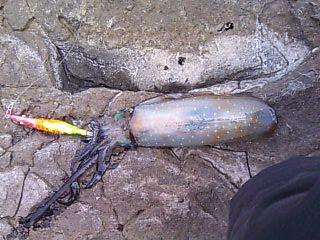 07.07.24こうさんミズイカ