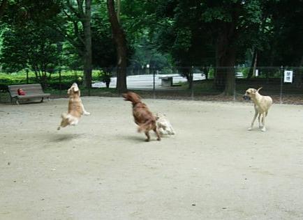 07710dogrun2.JPG