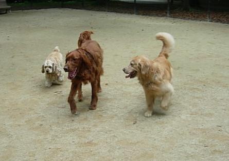 07710dogrun3.JPG