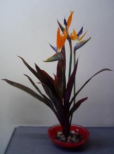 2008-10-27のお花