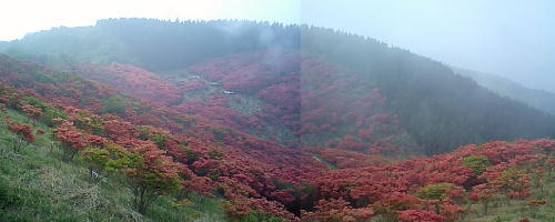 大和葛城山のツツジ