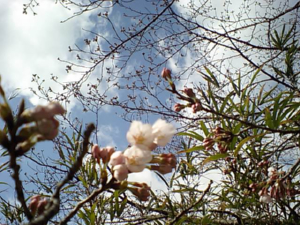 ひと足早い桜の開花