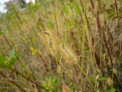 081103_tamagawa_setaria.jpg