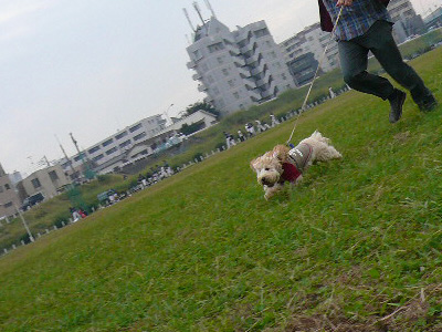 081103_tamagawa_koo_04.jpg