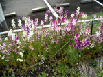 070402_902_flowers4.jpg