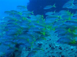 ヨスジフエダイとアカヒメジの大群.JPG
