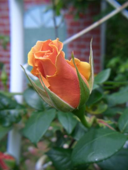 ロイヤルサンセット