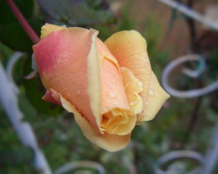 ロイヤルサンセット