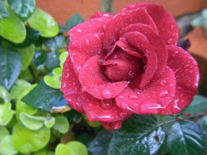 ｶﾞｰﾃﾞﾝ 053.jpg