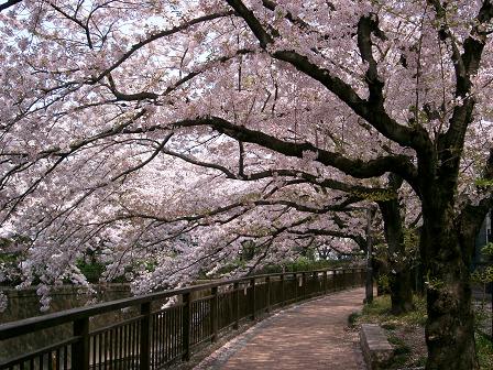 桜のトンネル.JPG