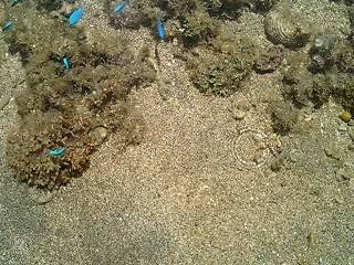 キレイな海水は透明なんです