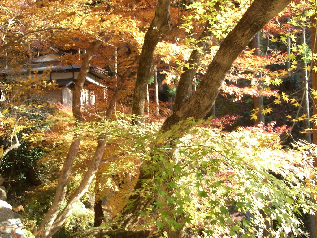第31番観音院　黄金色に輝く