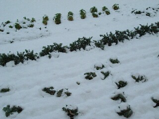 降り続く雪に畑のお野菜が埋もれてしまいました