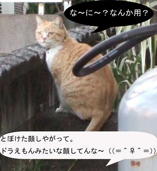 野良猫6.jpg