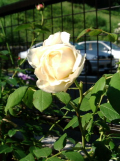 20110525クレアオースティン.jpg