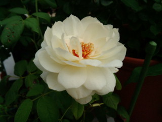 20110725クレアオースチン.jpg