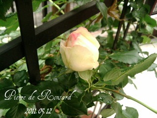 20110512ピエールもう少しで開花.jpg