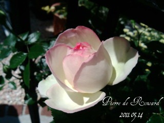 20110514ピエール最初の開花.jpg