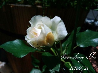 20110521ストロベリーアイスはバニラか.jpg