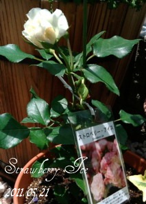 20110521ストロベリーアイス開花.jpg