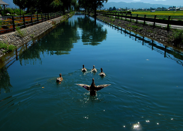 安曇野 拾ヶ堰 フォト安次郎・安らぎの風景 楽天ブログ