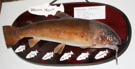 browntrout60.5brg.JPG