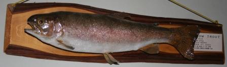 rainbowtrout55brg.JPG