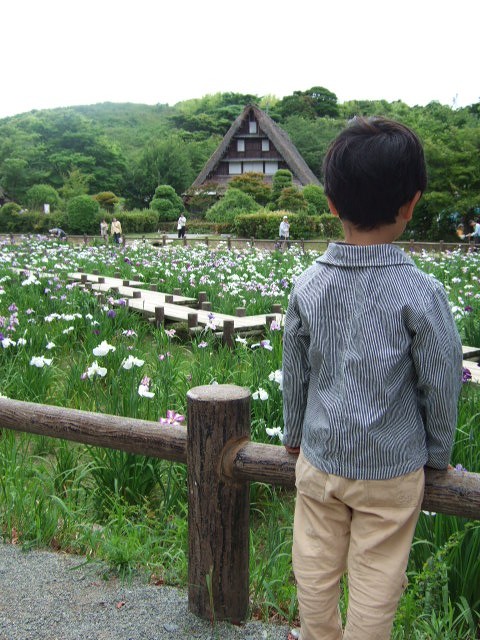 花菖蒲