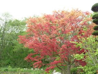 初夏の紅葉？.jpg