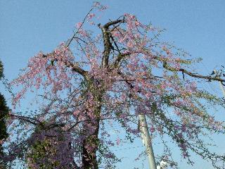 しだれ桜全景.jpg