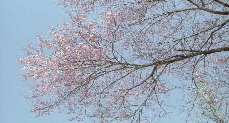 桜４月１５日.jpg