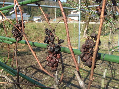 ザクロの種まきから収穫までの育て方 ...