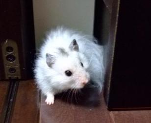 でっシュ！