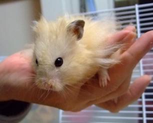 大変でっシュね