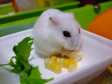元気でチュわよ5